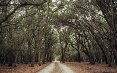 Excursió els voltants del poble de Búger