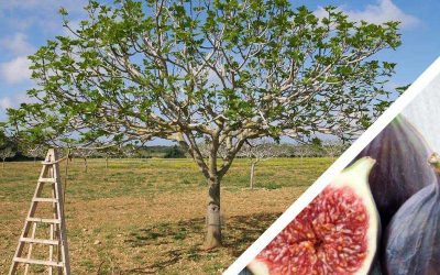 Ruta Nocturna a Son Mut Nou, Llucmajor. Divendres dia 28 de juny.