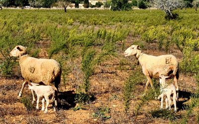 Excursió Talaiot des Rossells (Campos – Felanitx). Diumenge dia 1 de novembre