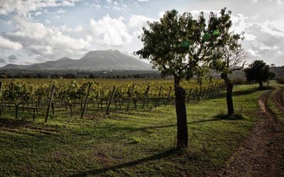 Excursió pels voltants de la Possessió Es Fangar (Felanitx-Son Macià). Diumenge 15 de novembre