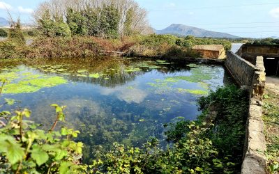 Excursió per Artà: Ses Vergunyes – Monestir de Santa Maria de Bellpuig – Ses Païses