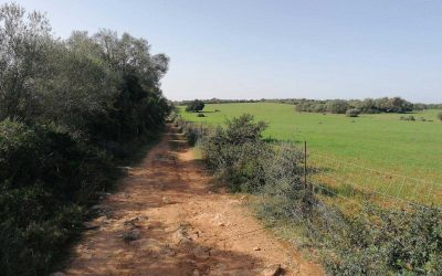 Excursió Son Serra de Marina – Ariany (amb autocar). Diumenge 15 de març.