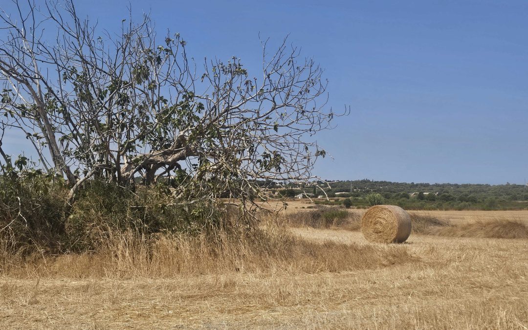 Excursión: Caminos de Santa Margalida. Domingo 18 de octubre.