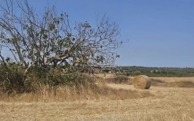 Excursión: Caminos de Santa Margalida. Domingo 18 de octubre.